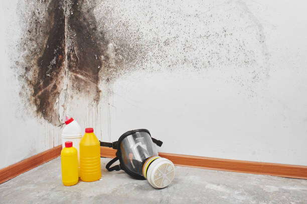 Best Attic Mold Removal  in Waco, TX