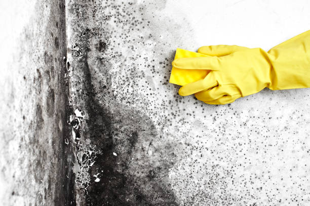 Best Local Mold Removal Service  in Waco, TX