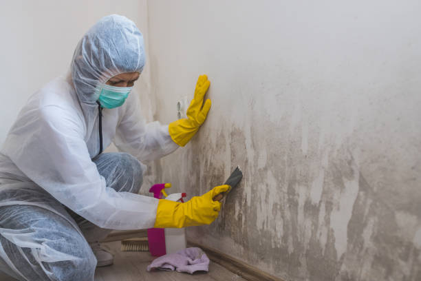 Best Attic Mold Removal  in Waco, TX