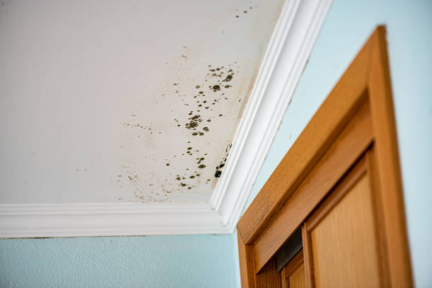 Professional Mold Removal in Waco, TX