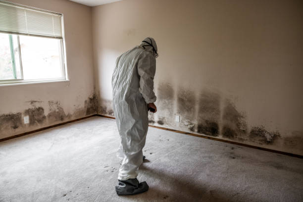Certified Mold Removal in Waco, TX
