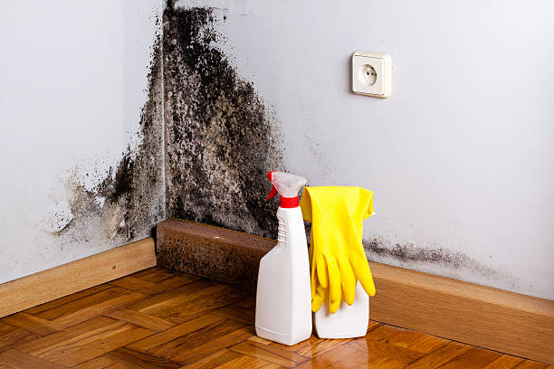 Best Mold Testing and Removal  in Waco, TX