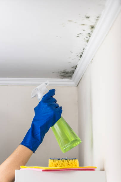Best Attic Mold Removal  in Waco, TX