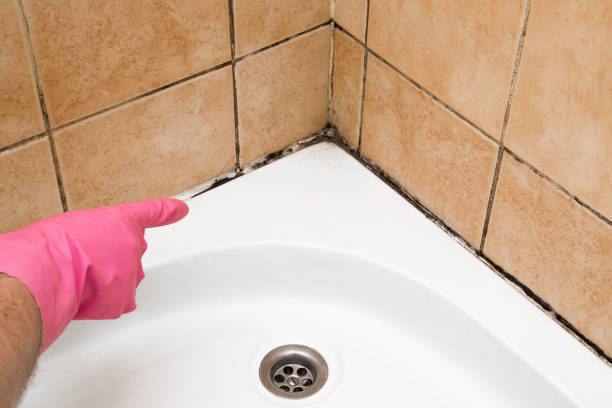 Best Toxic Mold Removal  in Waco, TX